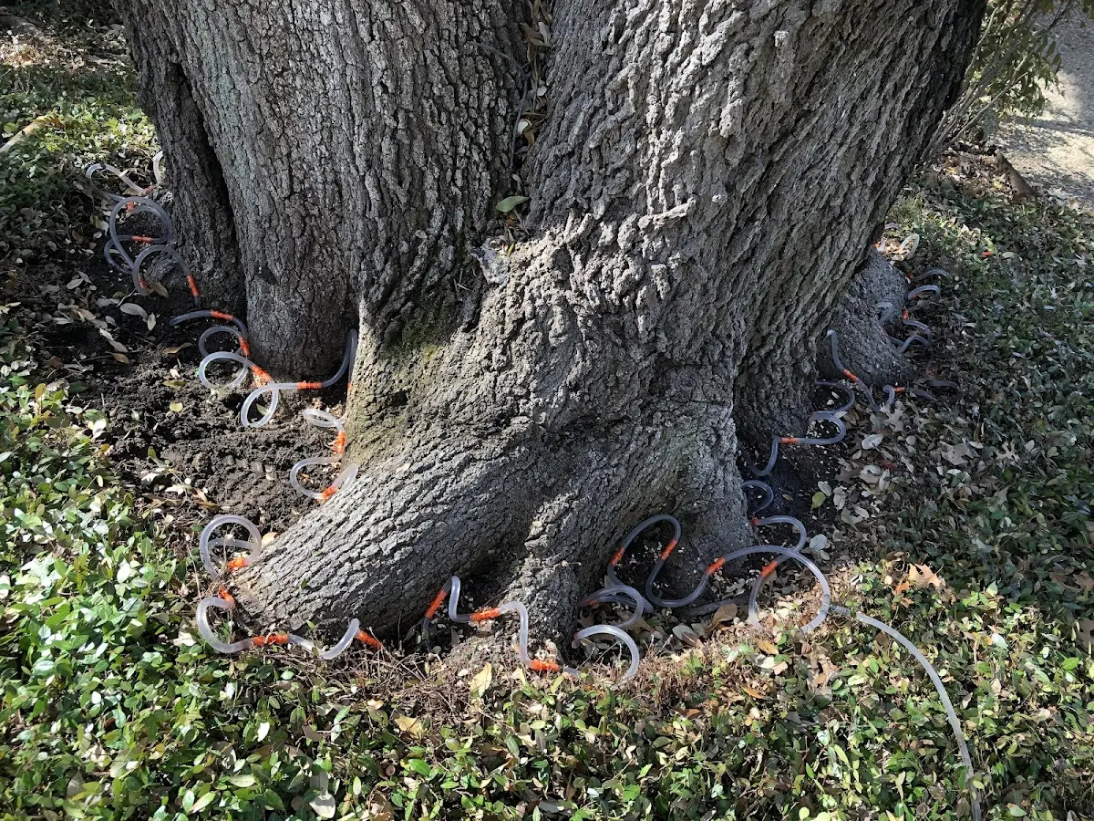 Detailed Tree Cabling and Bracing job site in Nashville