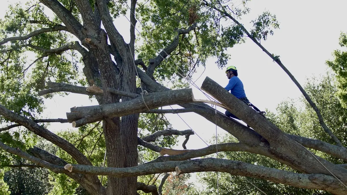 Professional Hazardous Tree Removal performed by certified arborists in Nashville